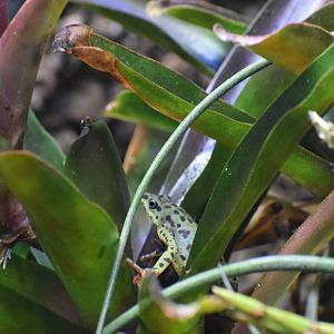 Rio Pescado stubfoot toad