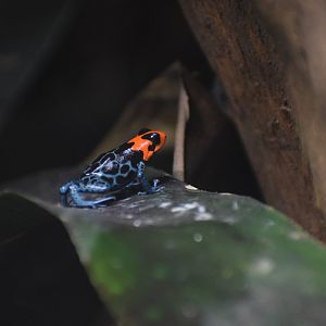 Blessed poison frog