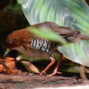 Red-and-white crake