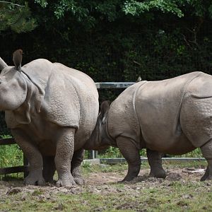 Indian rhinoceroses