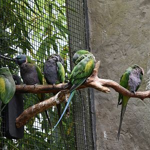 Derbyan parakeets