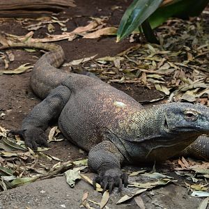 Komodo dragon