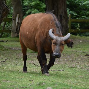 Congo buffalo