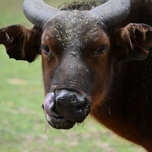 Congo buffalo
