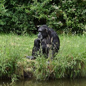 Western chimpanzee