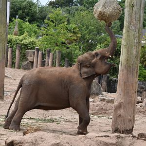 Asian elephant "Sundara"