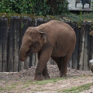 Asian elephant "Riva"