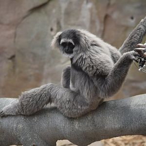 Silvery gibbon