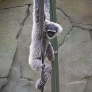 Silvery gibbon