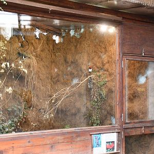 King Bird of Paradise exhibit (Tropical pavilion)