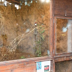 King Bird of Paradise exhibit (Tropical Pavilion)
