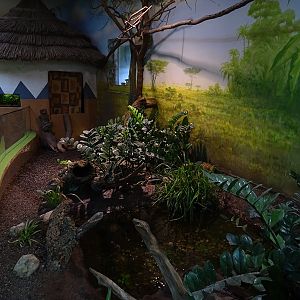 Lion House: Harlequin quail enclosure