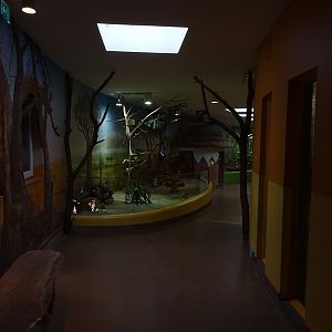 Lion House: Elephant shrew enclosure and viewing into lion indoor enclosure