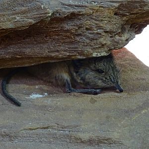 Round-eared elephant shrew (Macroscelides proboscideus)