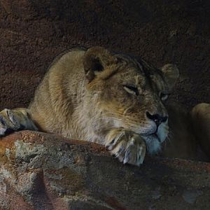 Lion (Panthera leo)