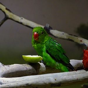 Black-winged lovebird (Agapornis taranta)
