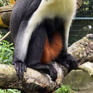 Diana monkey