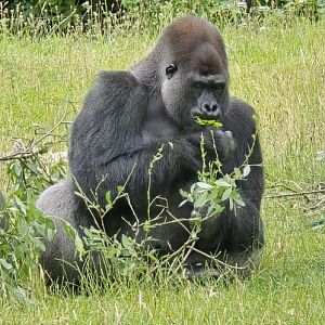 Gorilla