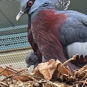 Victoria crowned pigeon and chick