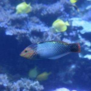 Unknown Wrasse (Georgia Aquarium)