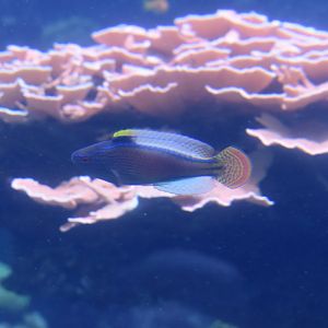 Unknown Wrasse (Georgia Aquarium)