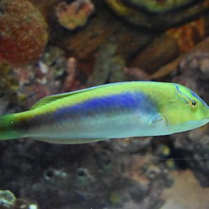 Unknown Wrasse (Georgia Aquarium)