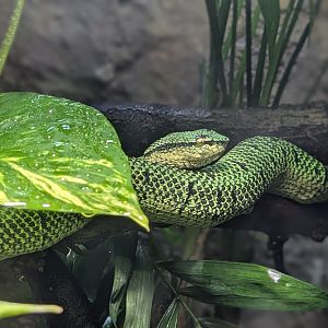 Wagler's Viper (Tropidolaemus wagleri)