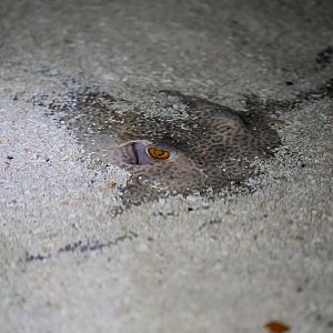 (Juvenile) Aussie Reticulated Whiptail Ray