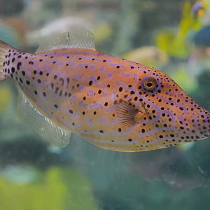 Scrawled Filefish