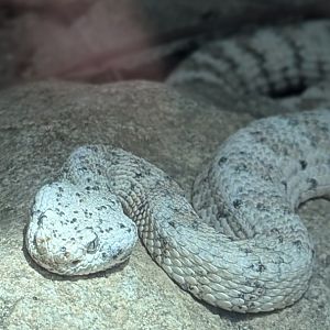 Speckled Rattlesnake (Crotalus mitchellii)