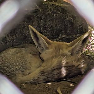 Rüppell's Sand Fox (Vulpes rueppellii)