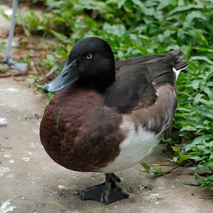 Baer’s Pochard (Aythya baeri)