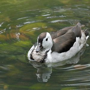 Cotton Pygmy Goose (Nettapus coromandelianus)