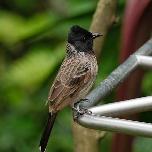 Red-vented Bulbul (Pycnonotus cafer)