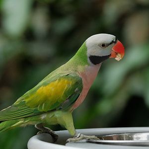 Red-breasted Parakeet (Psittacula alexandri)