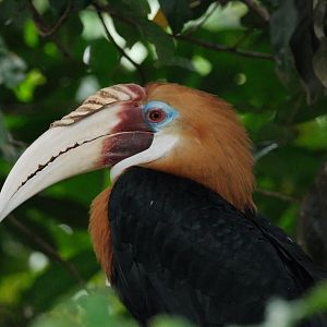 Papuan Hornbill (Rhyticeros plicatus)