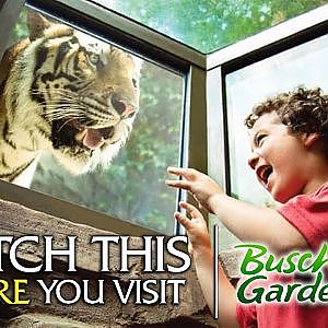 Rating & Review of Busch Gardens Tampa | Zoo Tours