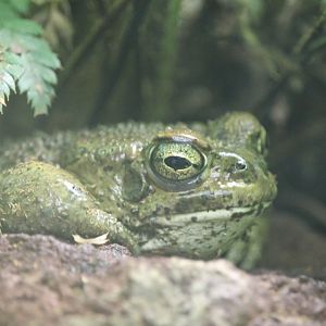 European green toad (Bufotes viridis)