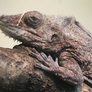 Western bearded anole(Anolis barbatus)