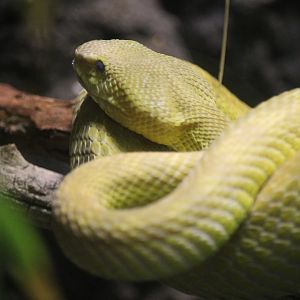 White-lipped Island Pitviper (Trimeresurus insularis)