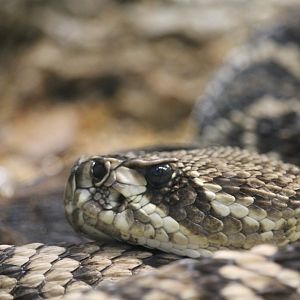 Eastern diamondback rattlesnake (Crotalus adamanteus)