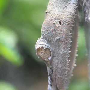 Henkel's leaf-tailed gecko (Uroplatus henkeli)
