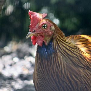 Sri Lankan Junglefowl (Gallus lafayettii) male