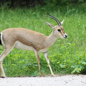 Slender-Horned Gazelle (Gazella leptoceros)