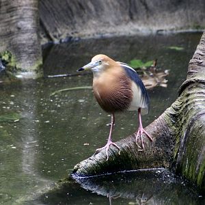Javan Pond Heron (Ardeola speciosa)