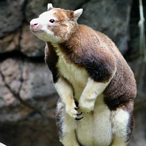 Matschie's Tree-Kangaroo (Dendrolagus matschiei) - "Polly"