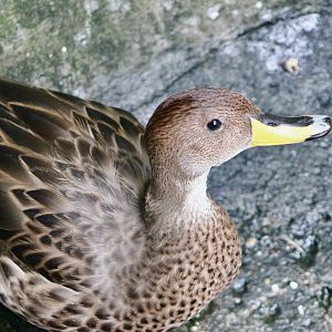 Chilean Pintail (Anas georgica spinicauda)