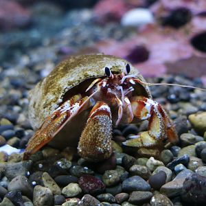 Armed Hermit Crab (Pagurus armatus)