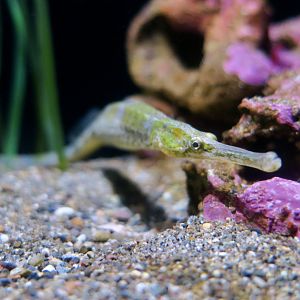 Bay Pipefish (Syngnathus californiensis)