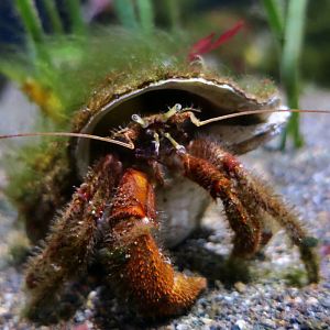 Bering Hermit Crab (Pagurus beringanus)
